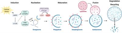 Autophagy and Stem Cells: Self-Eating for Self-Renewal